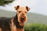 AIREDALE TERRIER 296
